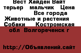 Вест Хайден Вайт терьер - мальчик › Цена ­ 35 000 - Все города Животные и растения » Собаки   . Костромская обл.,Волгореченск г.